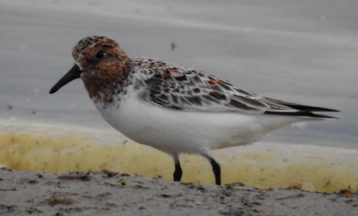 Bécasseau sanderling - ML620514208