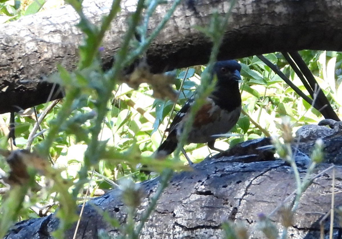 Spotted Towhee - ML620514212