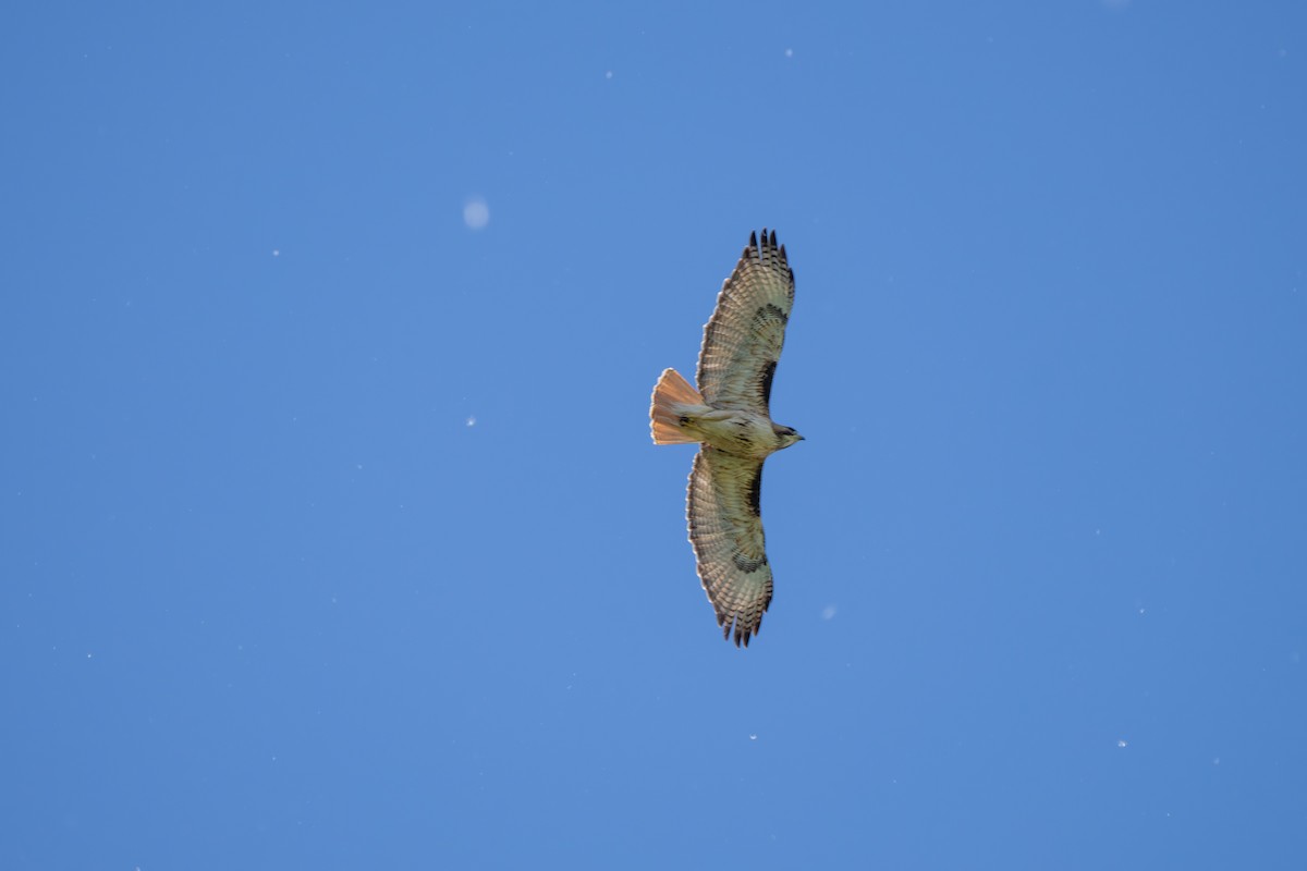 Red-tailed Hawk - ML620514234