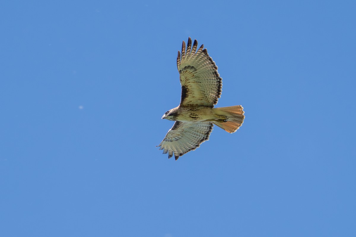 Red-tailed Hawk - ML620514236
