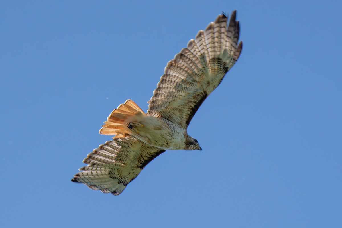 Red-tailed Hawk - Robert Raker