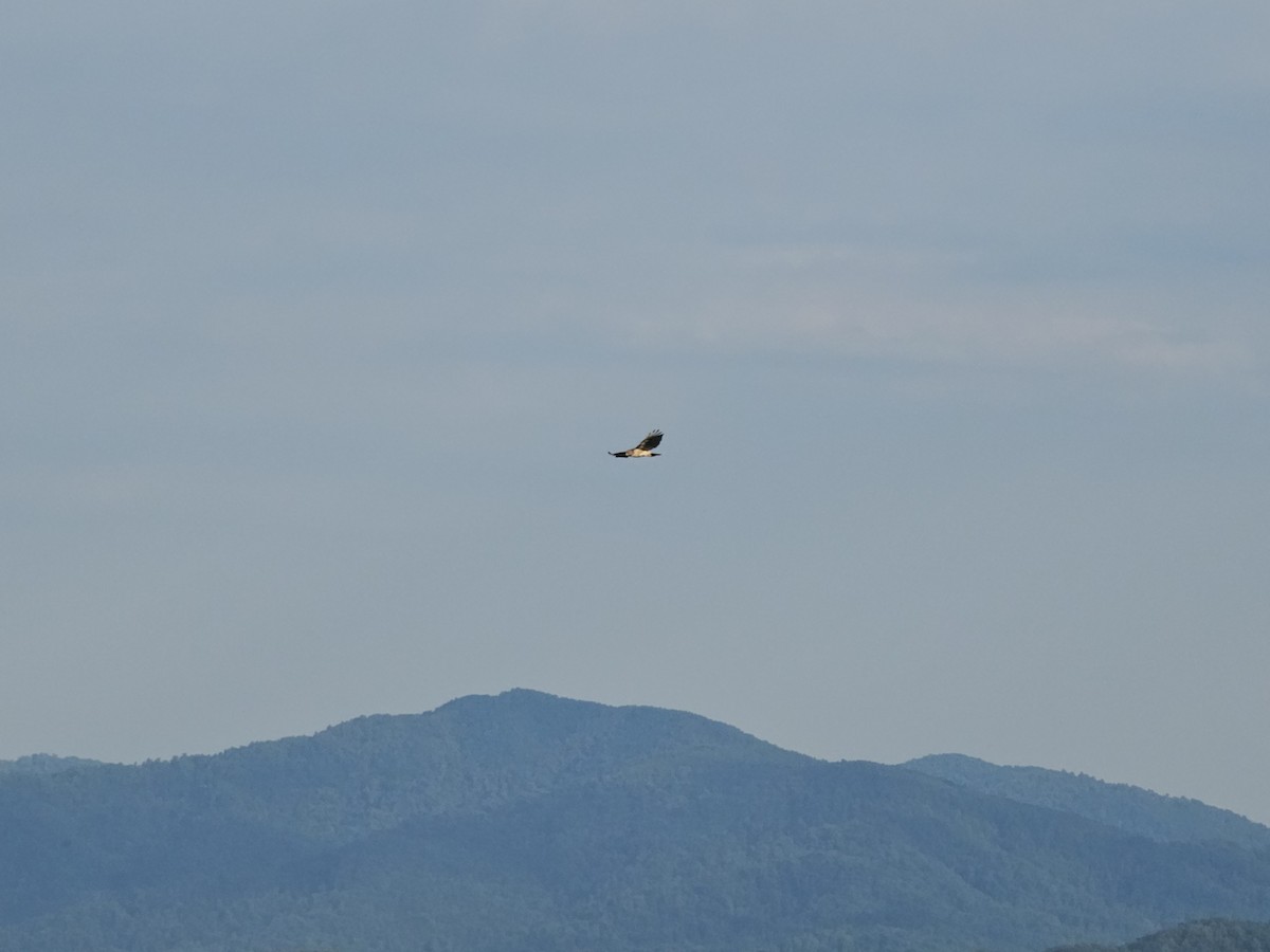 Red-tailed Hawk - ML620514240