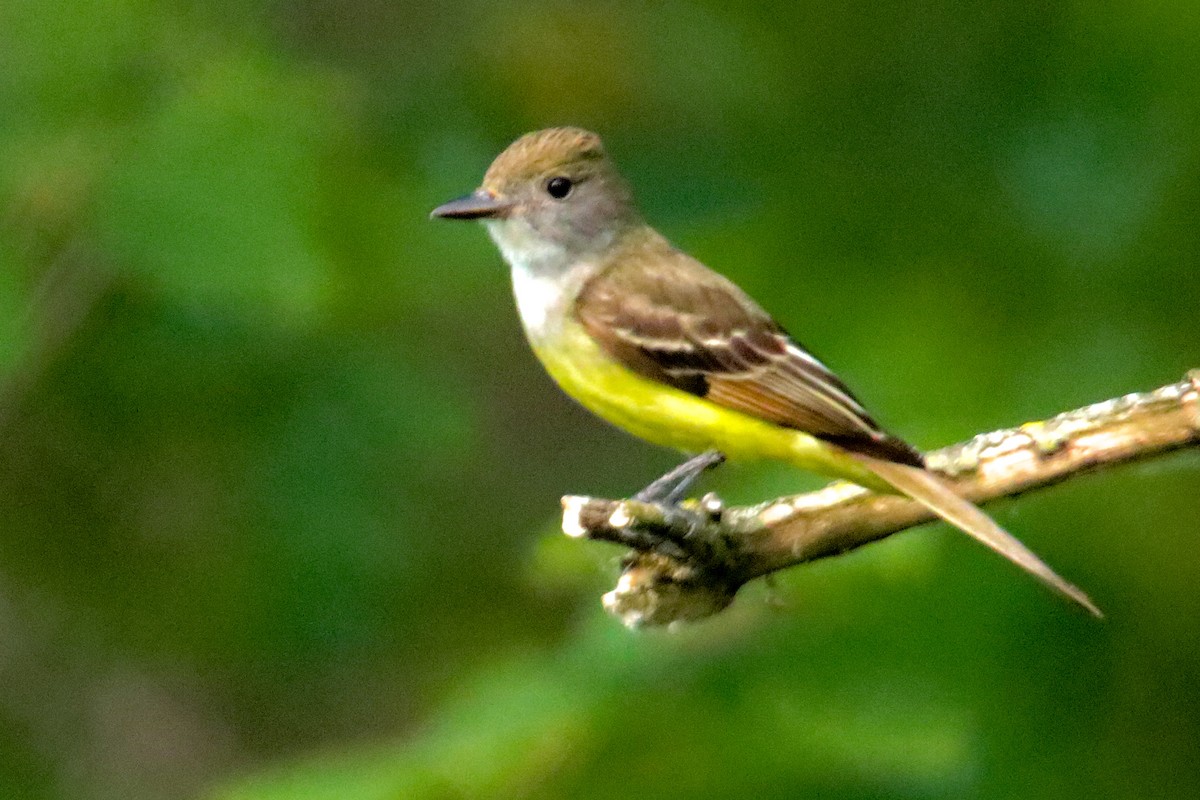 Great Crested Flycatcher - ML620514241
