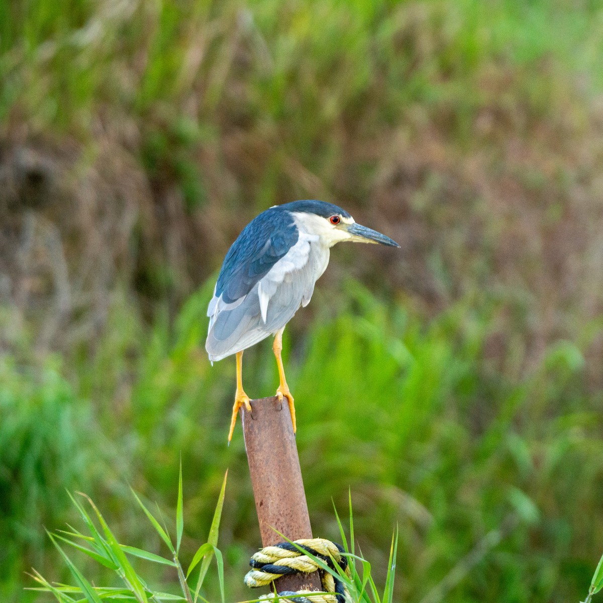 Black-crowned Night Heron (American) - ML620514242