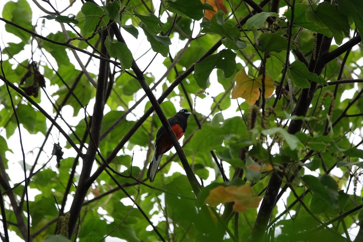 Baird's Trogon - ML620514244