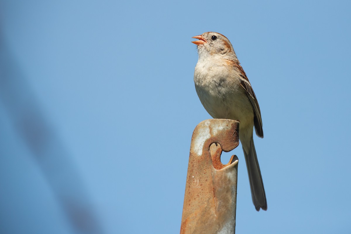 Field Sparrow - ML620514249