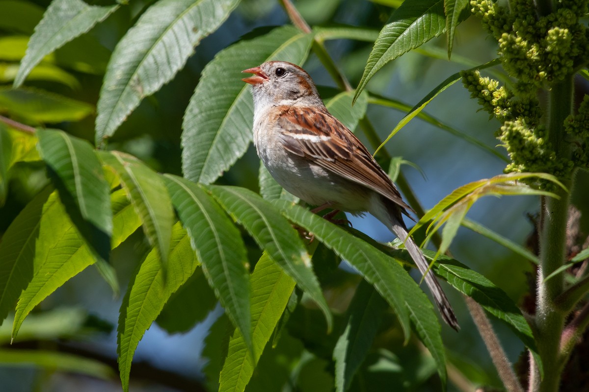 Field Sparrow - ML620514250