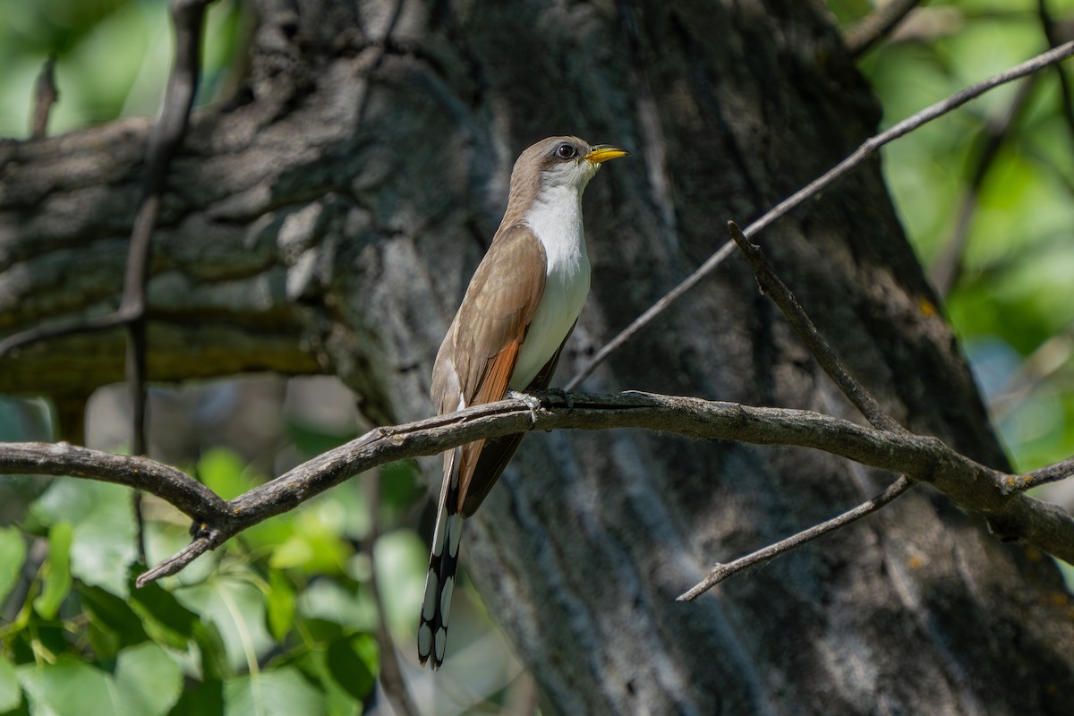 Yellow-billed Cuckoo - ML620514252