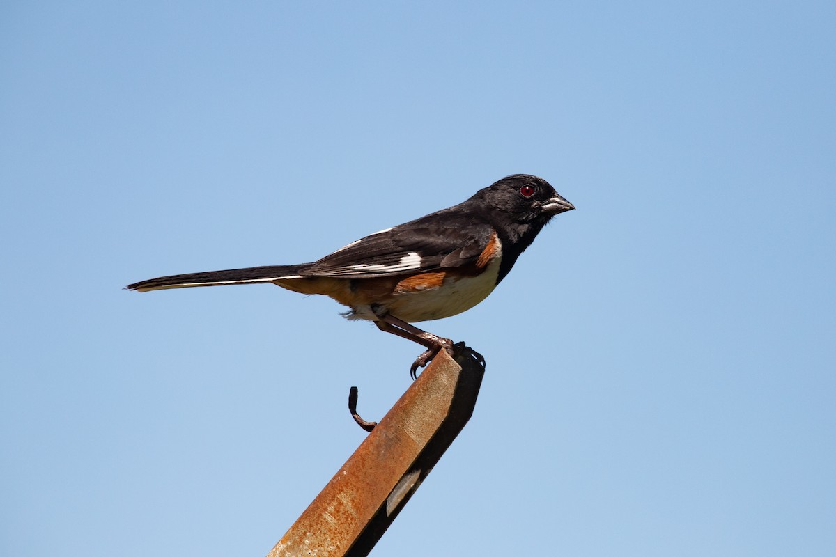 Eastern Towhee - ML620514253