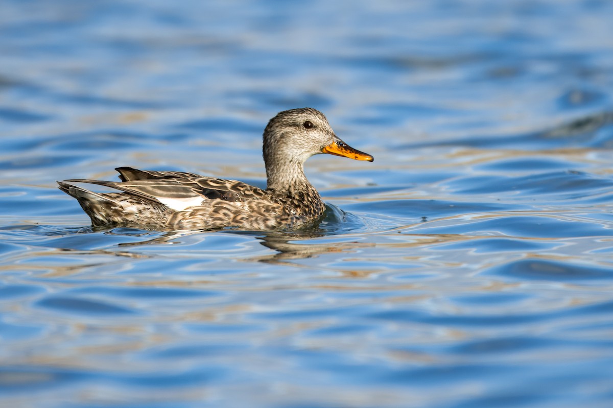 Canard chipeau - ML620514254