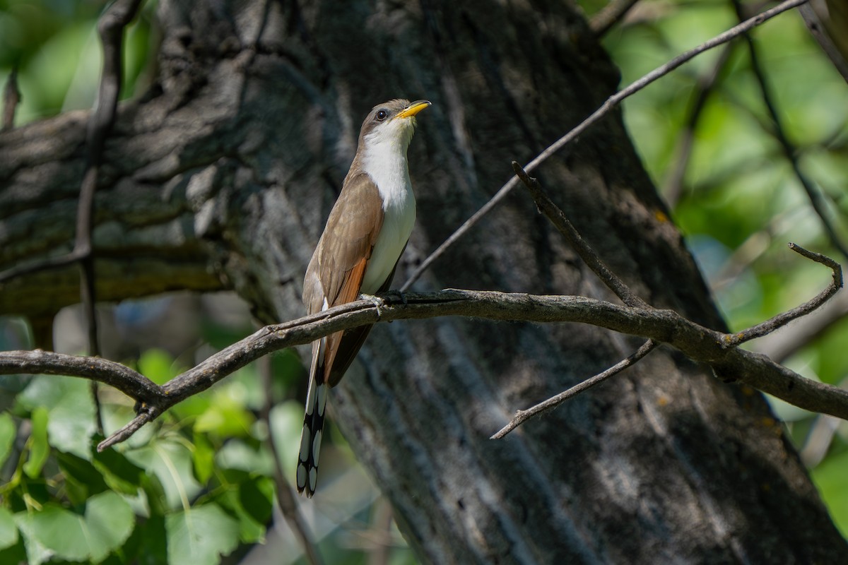 Yellow-billed Cuckoo - ML620514255