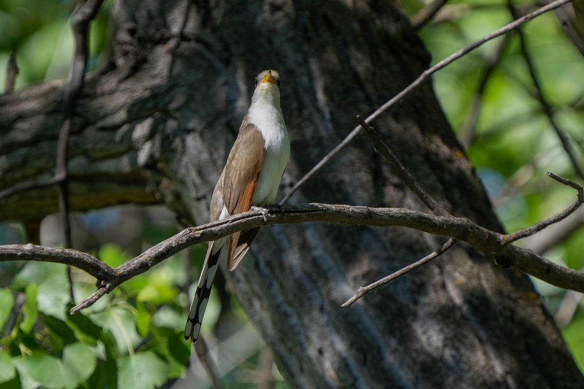 Yellow-billed Cuckoo - ML620514256