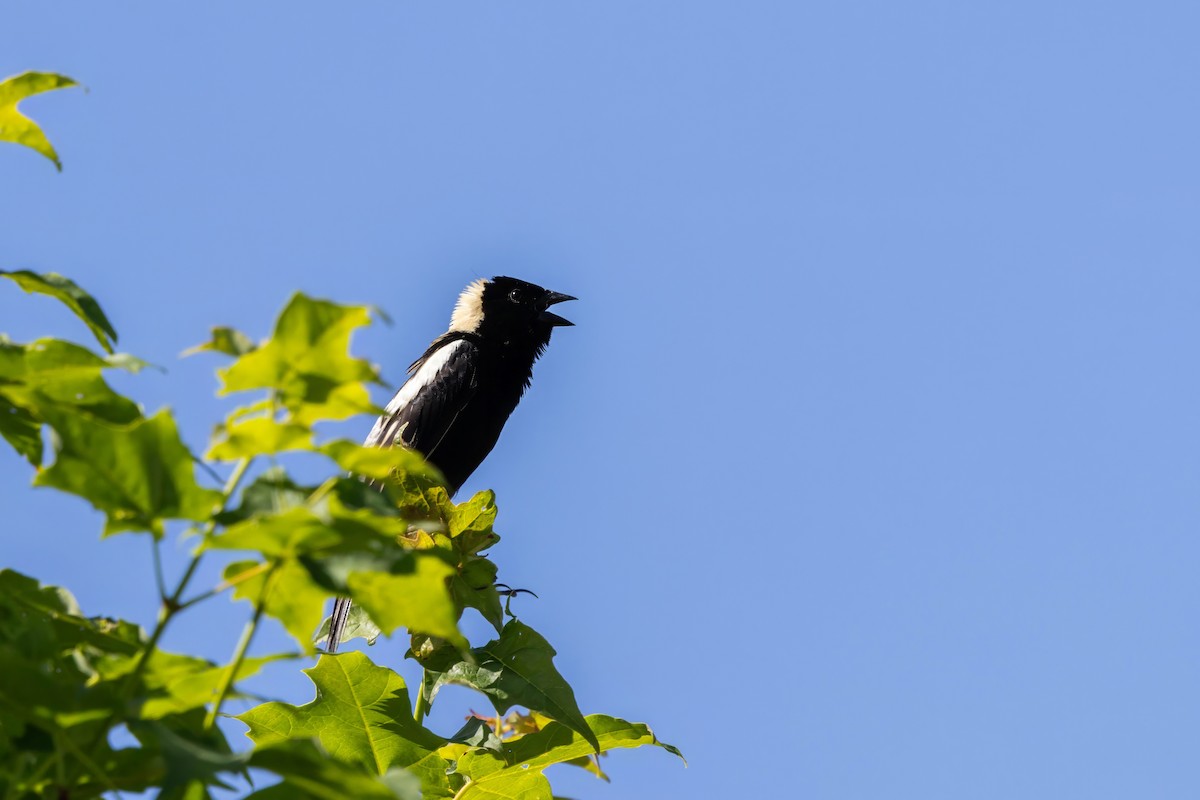 bobolink americký - ML620514257