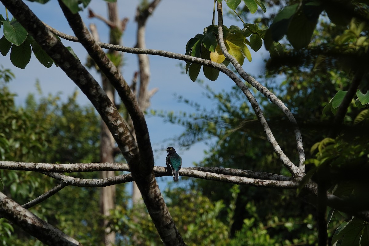 Gartered Trogon - ML620514259