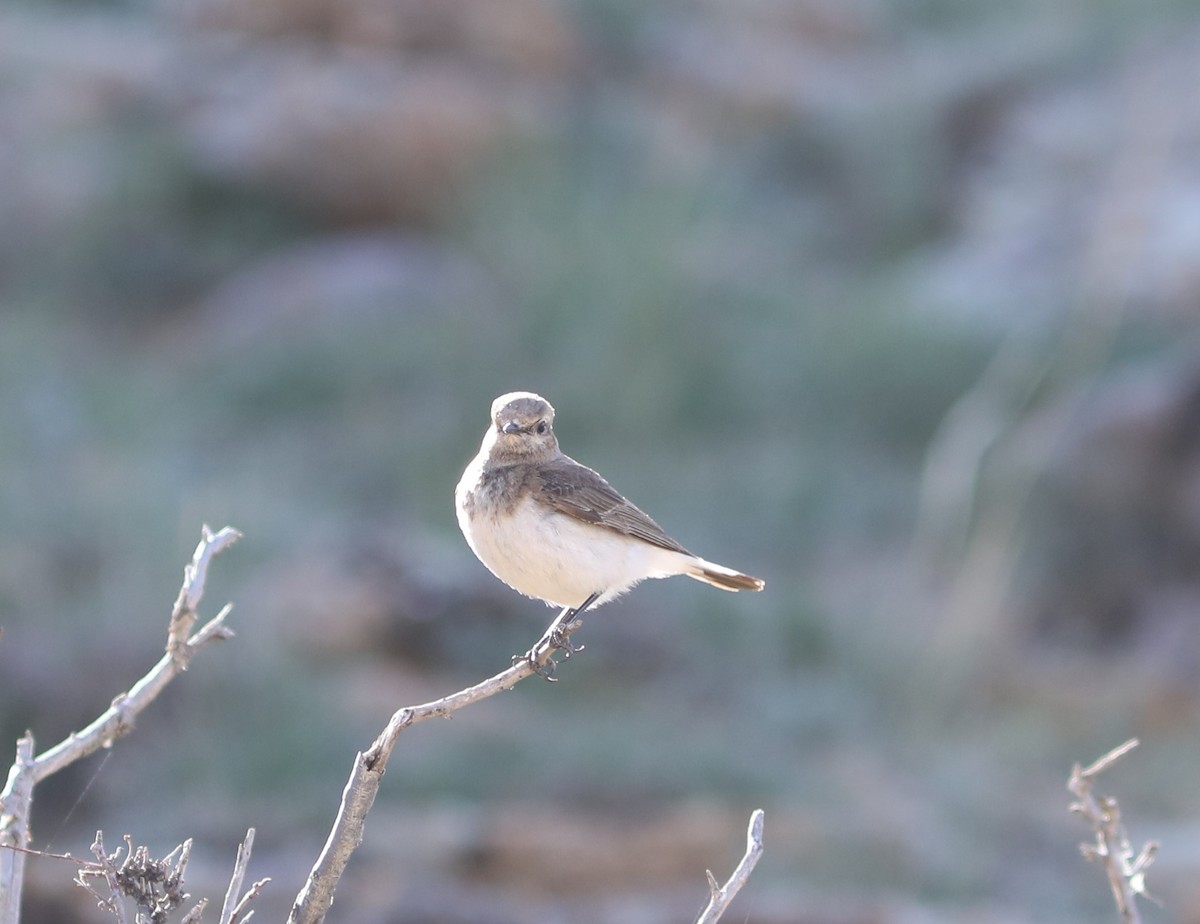 Pied Wheatear - ML620514261