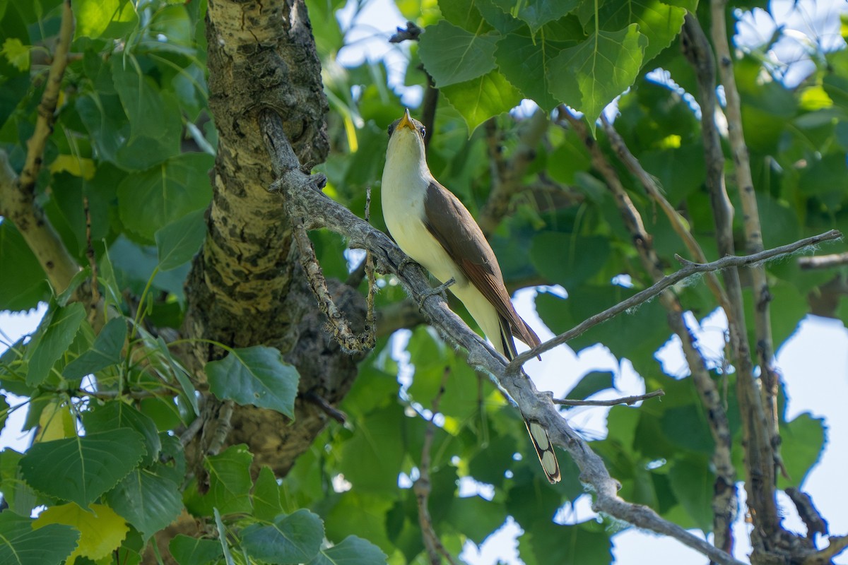 Yellow-billed Cuckoo - ML620514262