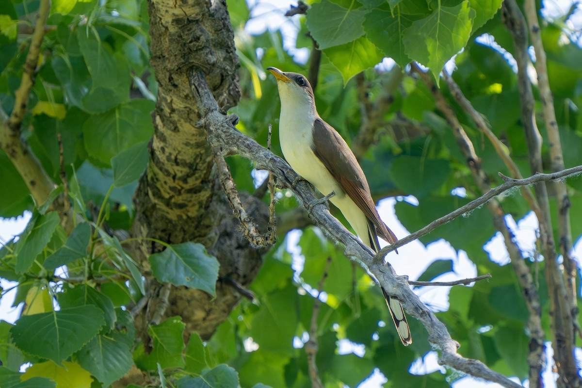 Yellow-billed Cuckoo - ML620514263