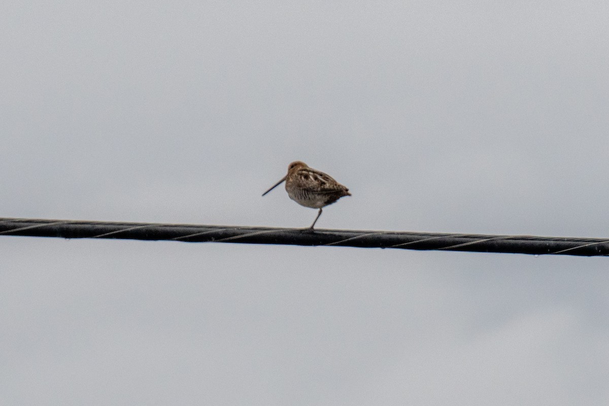 Wilson's Snipe - Peter Rigsbee