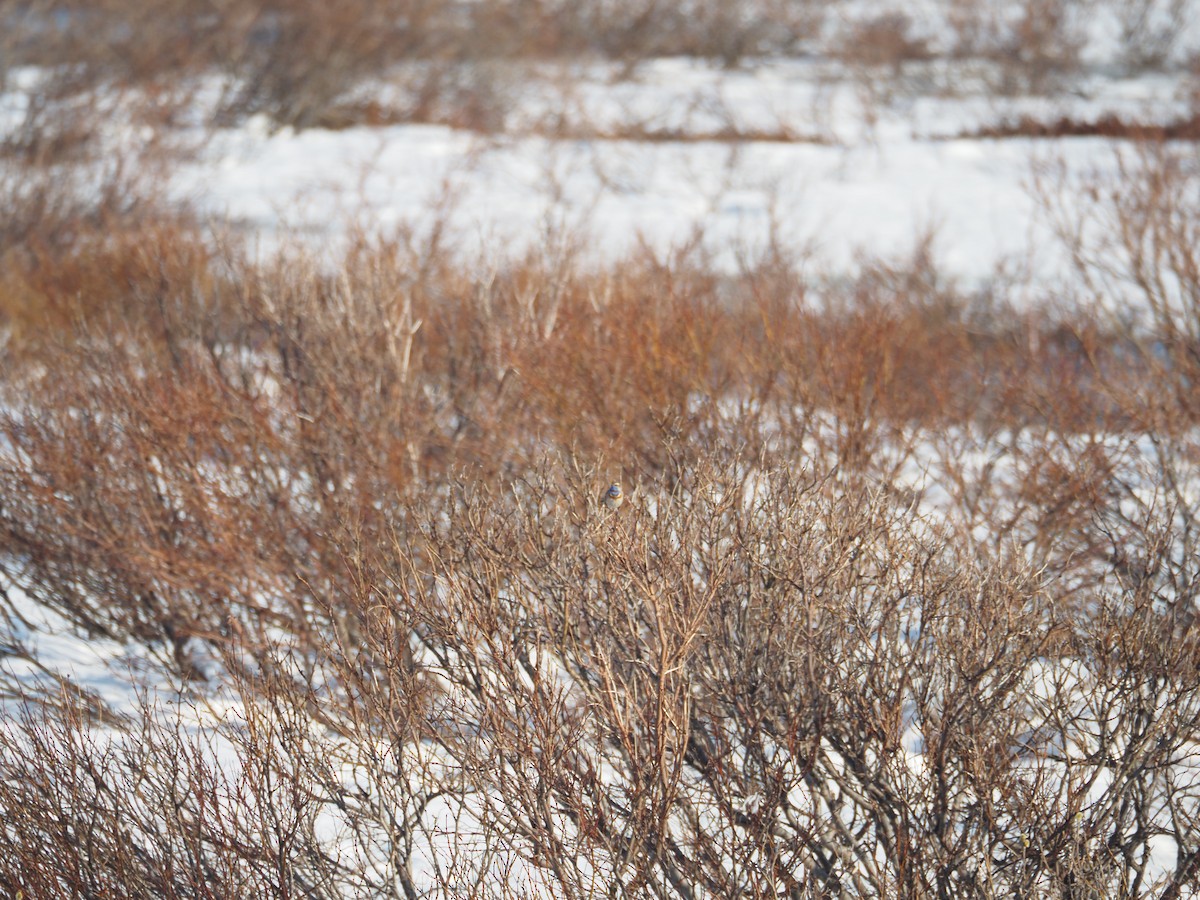 Bluethroat - ML620514272