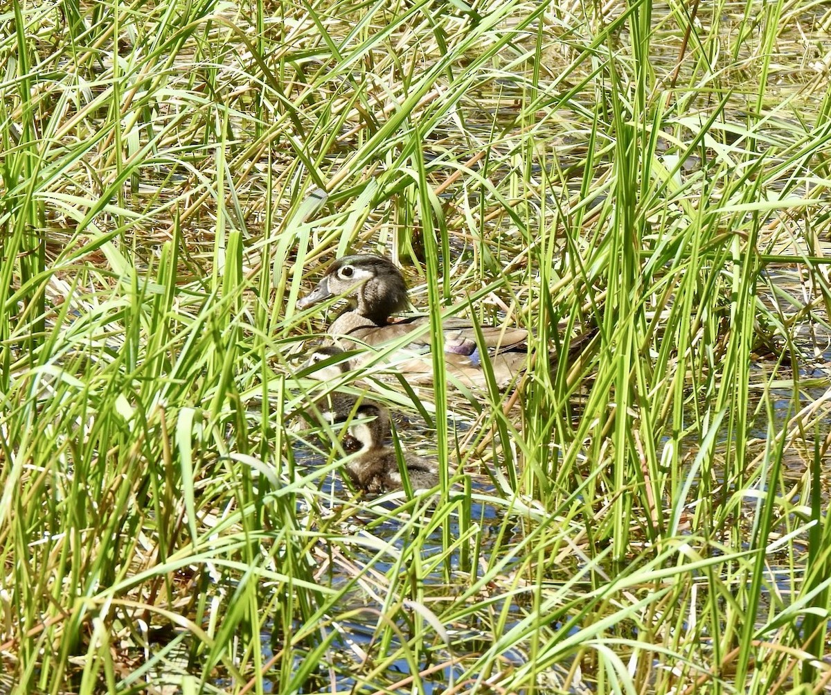 Wood Duck - ML620514280
