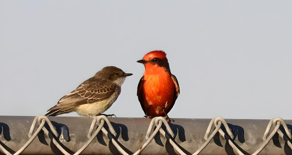 Vermilion Flycatcher - ML620514281