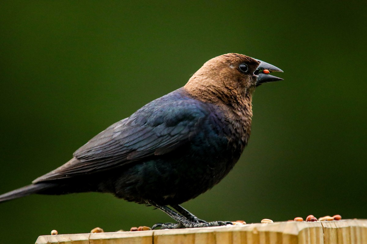 Brown-headed Cowbird - ML620514284