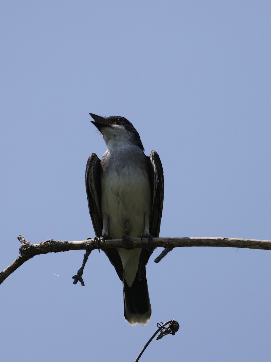 Eastern Kingbird - ML620514287