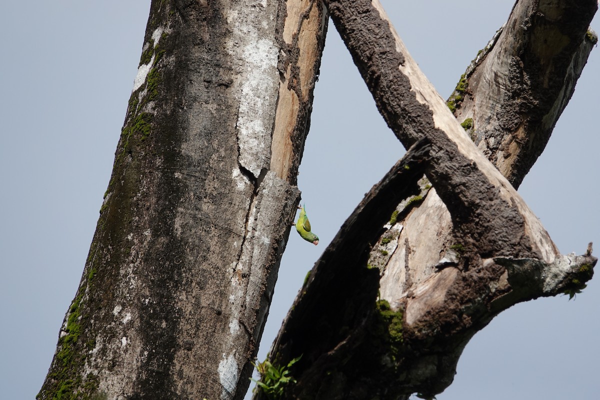 Orange-chinned Parakeet - ML620514288