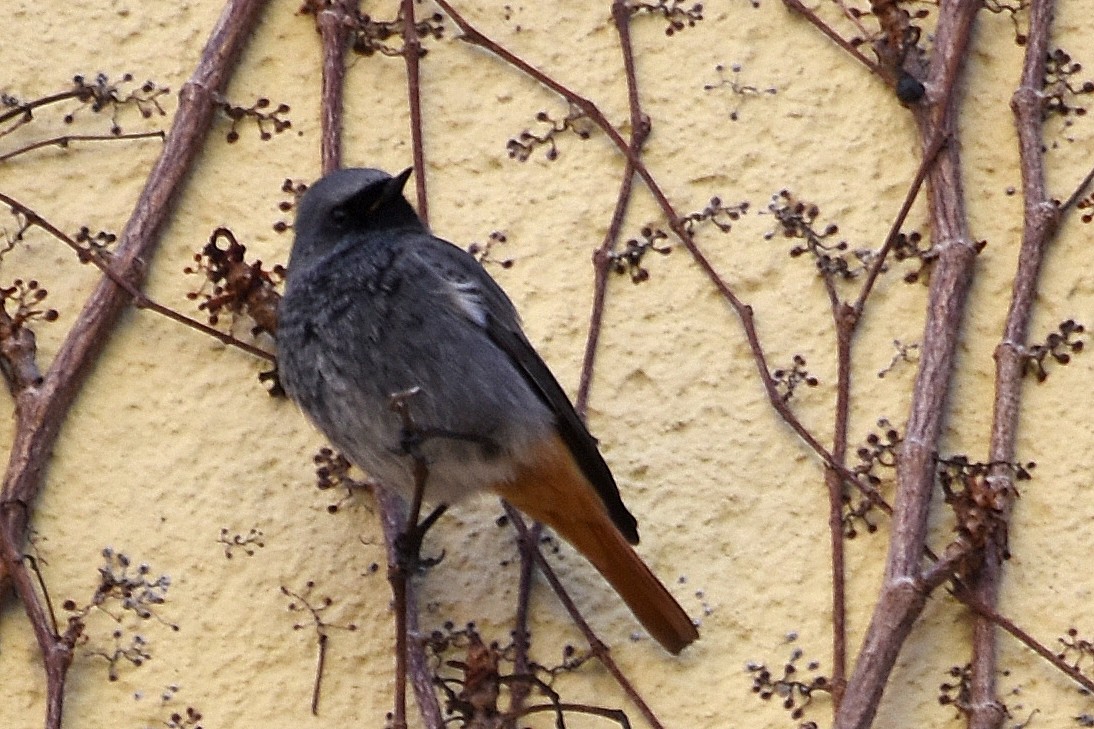 Black Redstart - ML620514289