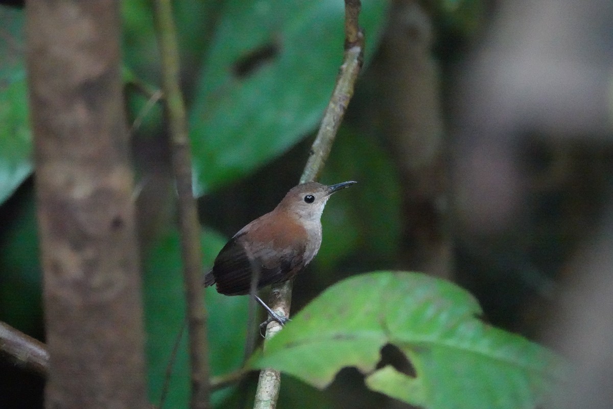 Scaly-breasted Wren - ML620514291