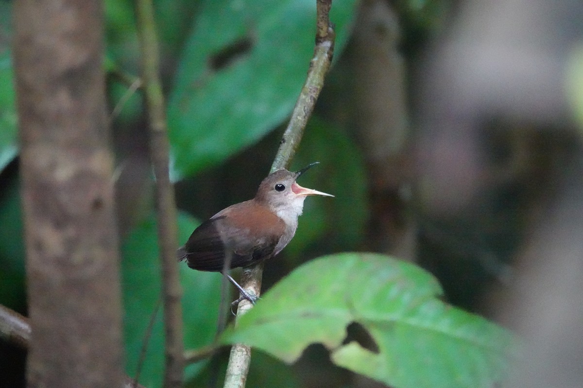 Scaly-breasted Wren - ML620514292