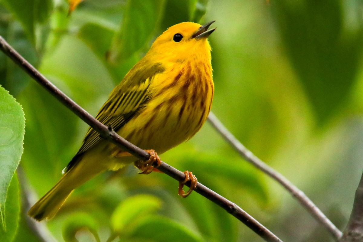 Yellow Warbler - ML620514294