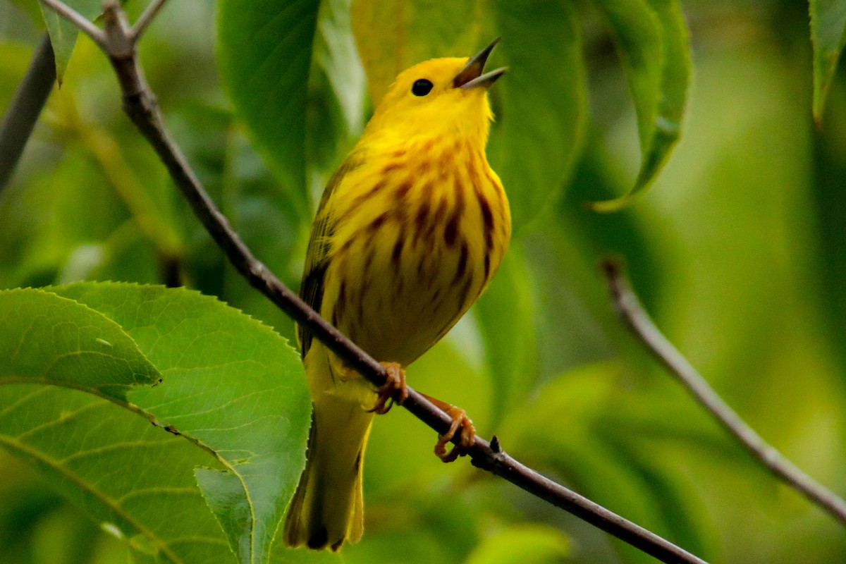 Yellow Warbler - ML620514296