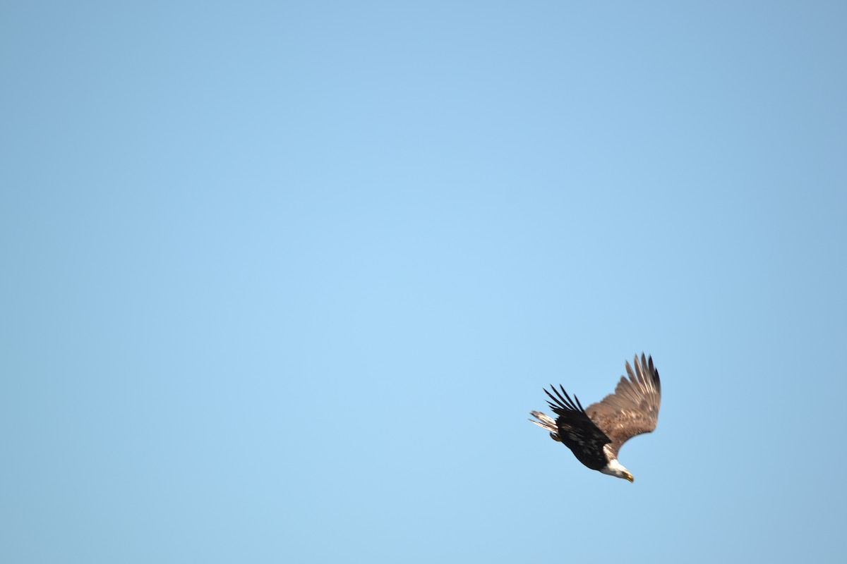 Bald Eagle - ML620514303