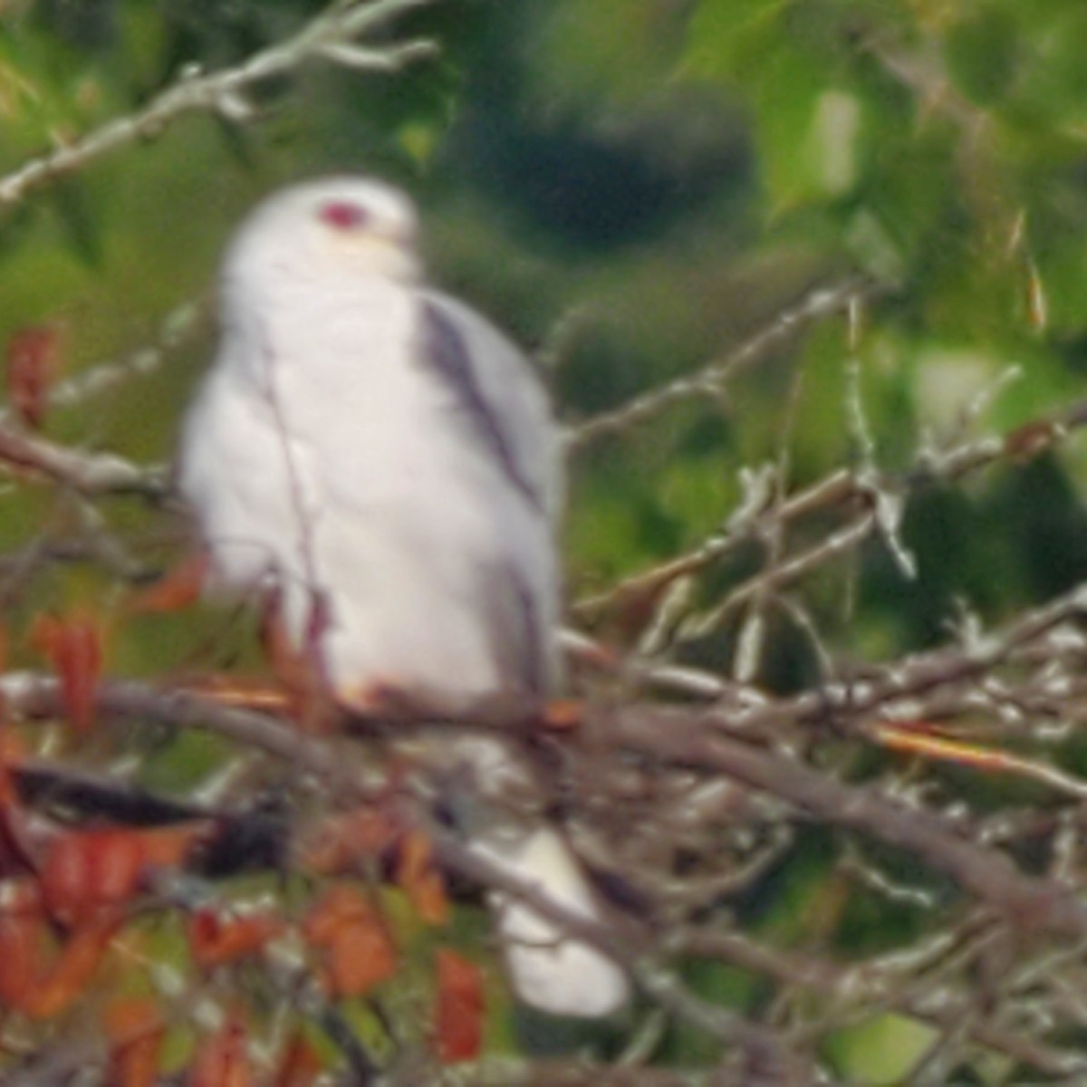 White-tailed Kite - ML620514308