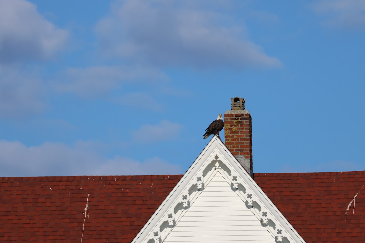 Bald Eagle - ML620514312