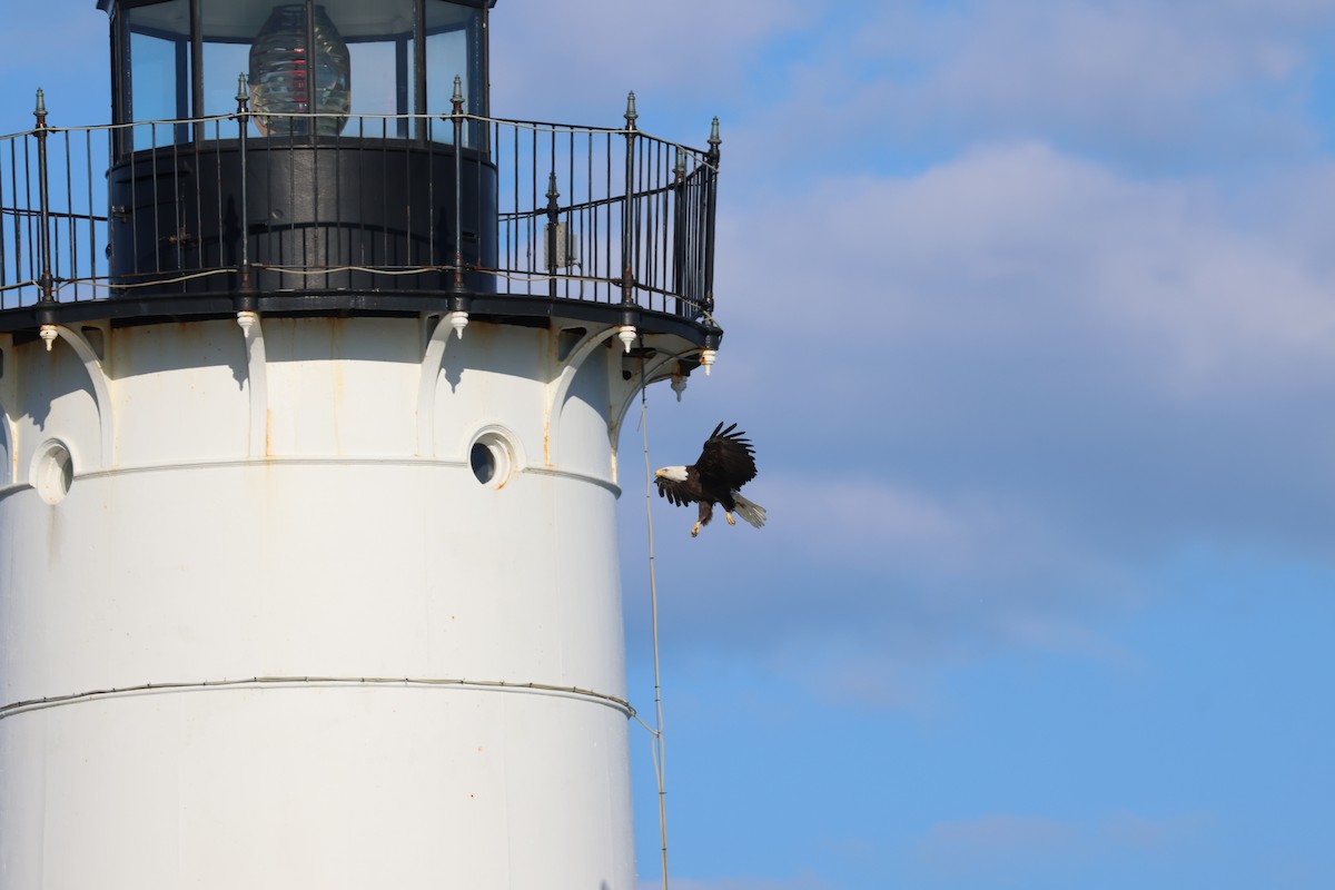 Bald Eagle - ML620514314