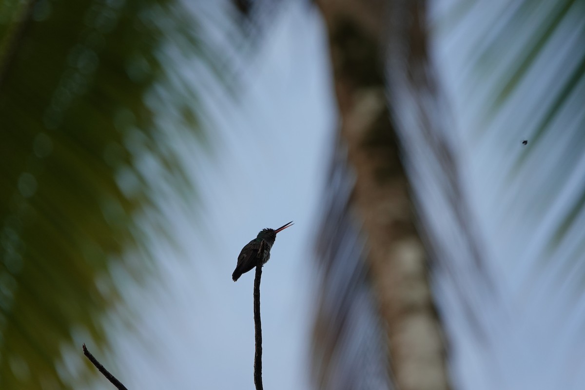 gullhalekolibri - ML620514321