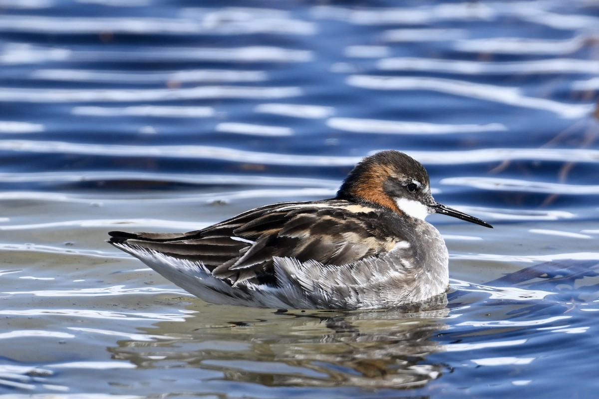 Phalarope à bec étroit - ML620514322