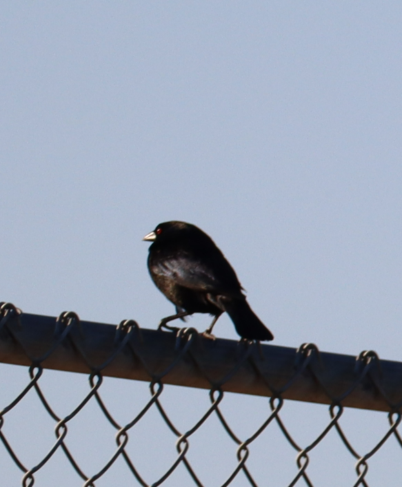 Bronzed Cowbird - Jennifer Broadwater