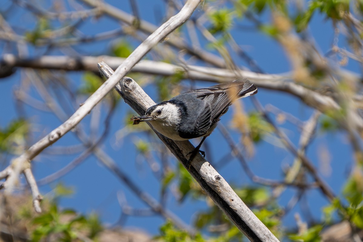 White-breasted Nuthatch - ML620514329