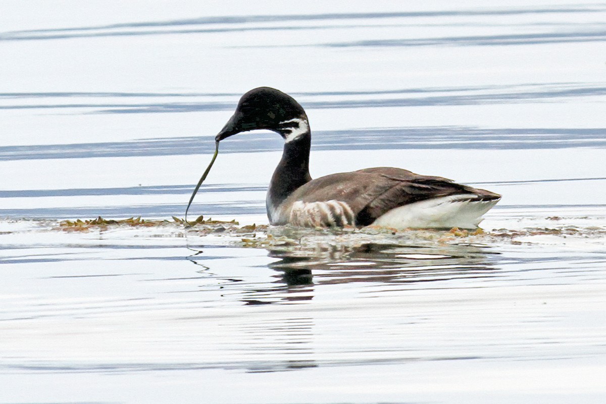 Bernache cravant (nigricans) - ML620514332