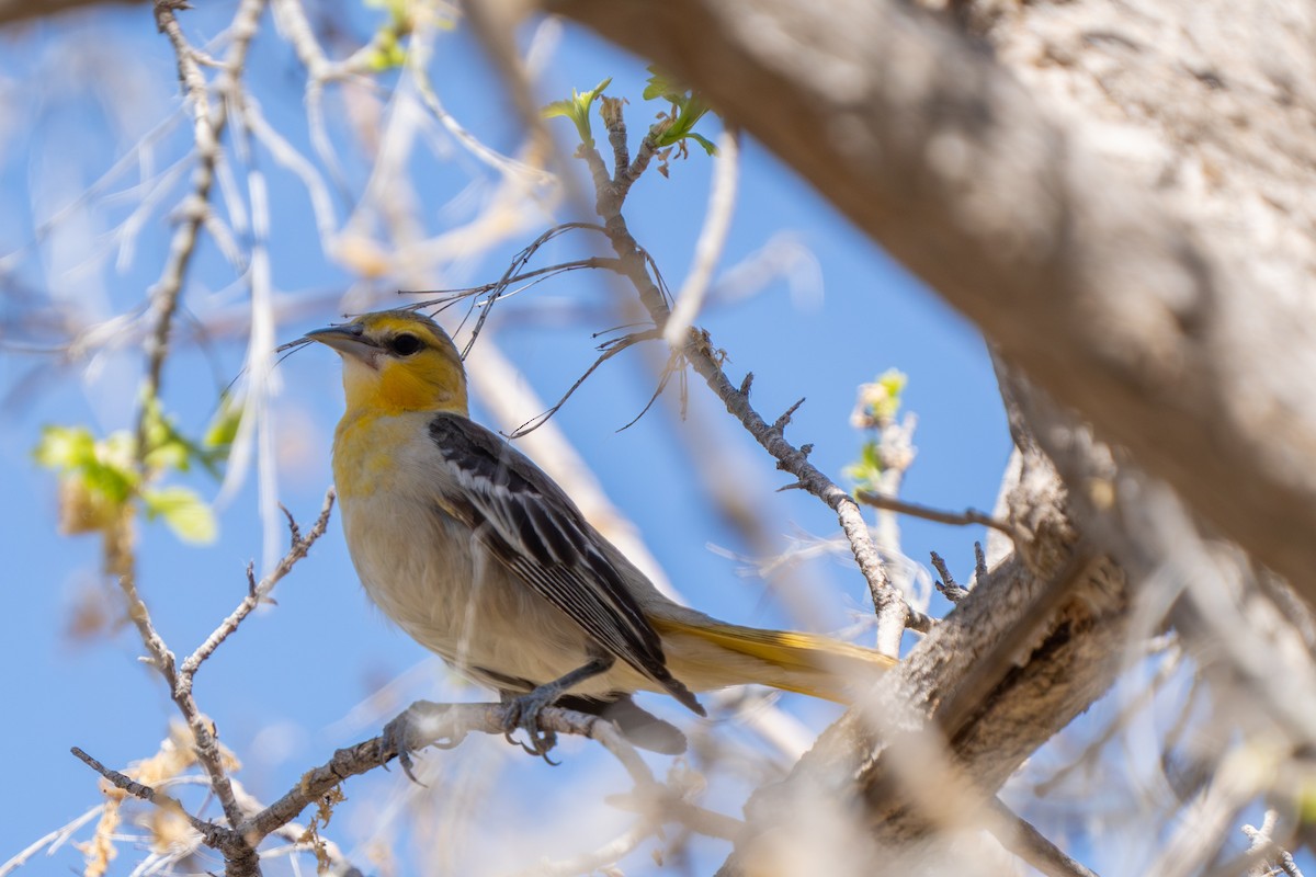 Bullock's Oriole - ML620514333