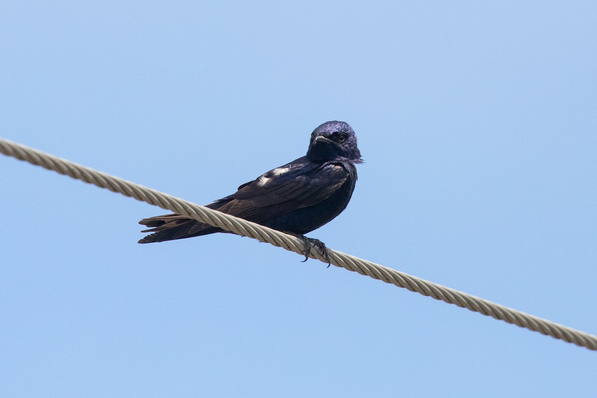 Purple Martin - ML620514339