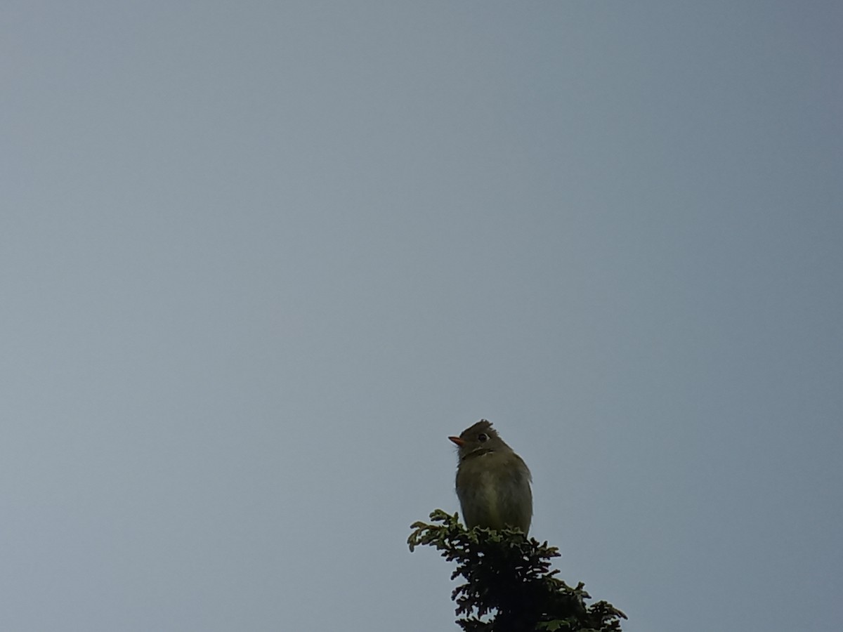 Pine Flycatcher - ML620514343