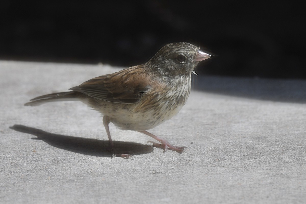 Dark-eyed Junco - ML620514345