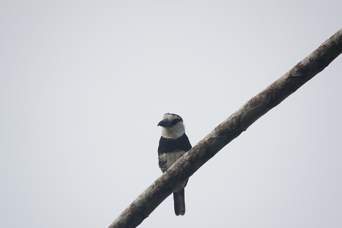 White-necked Puffbird - ML620514346