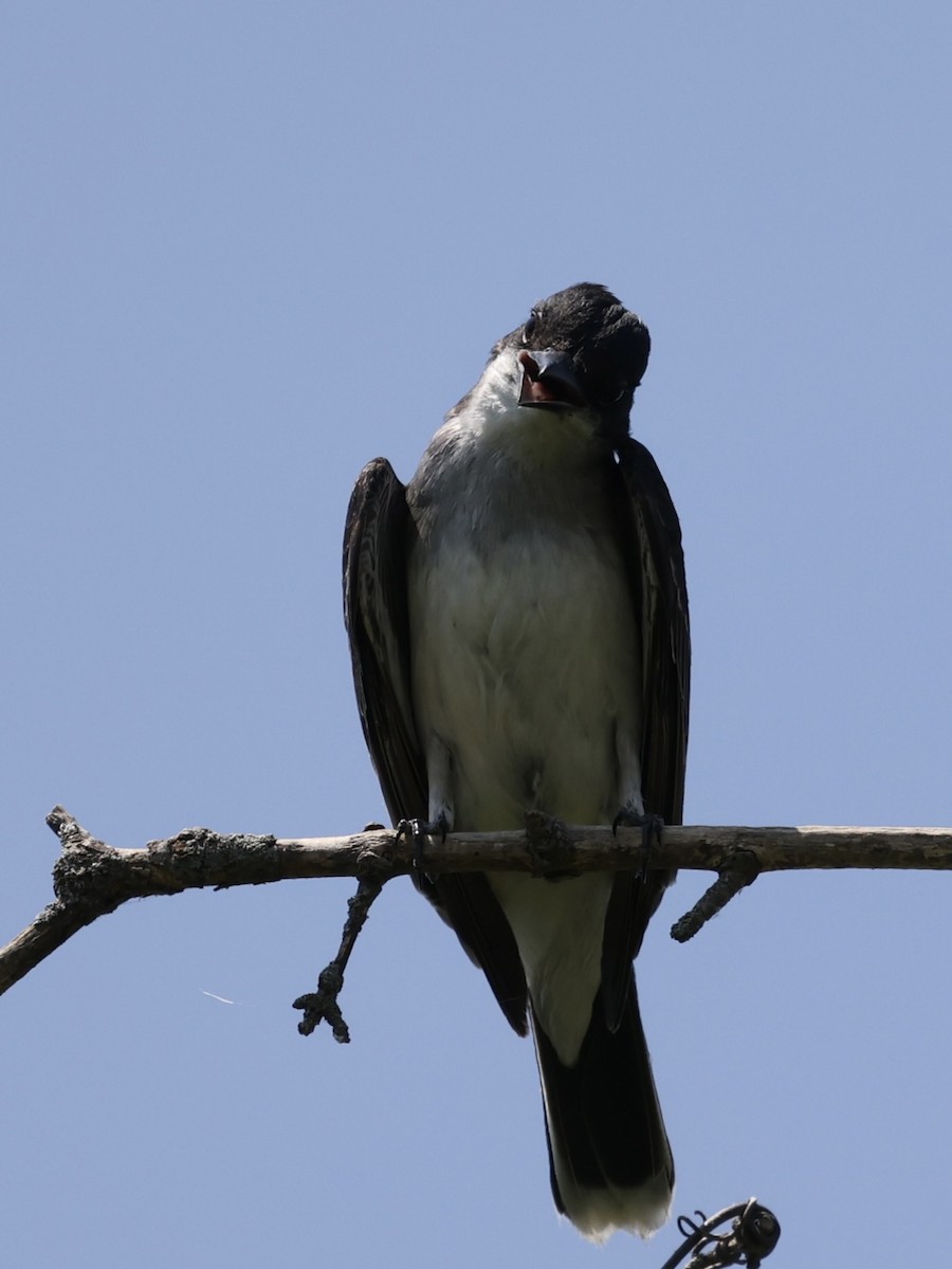 Eastern Kingbird - ML620514356