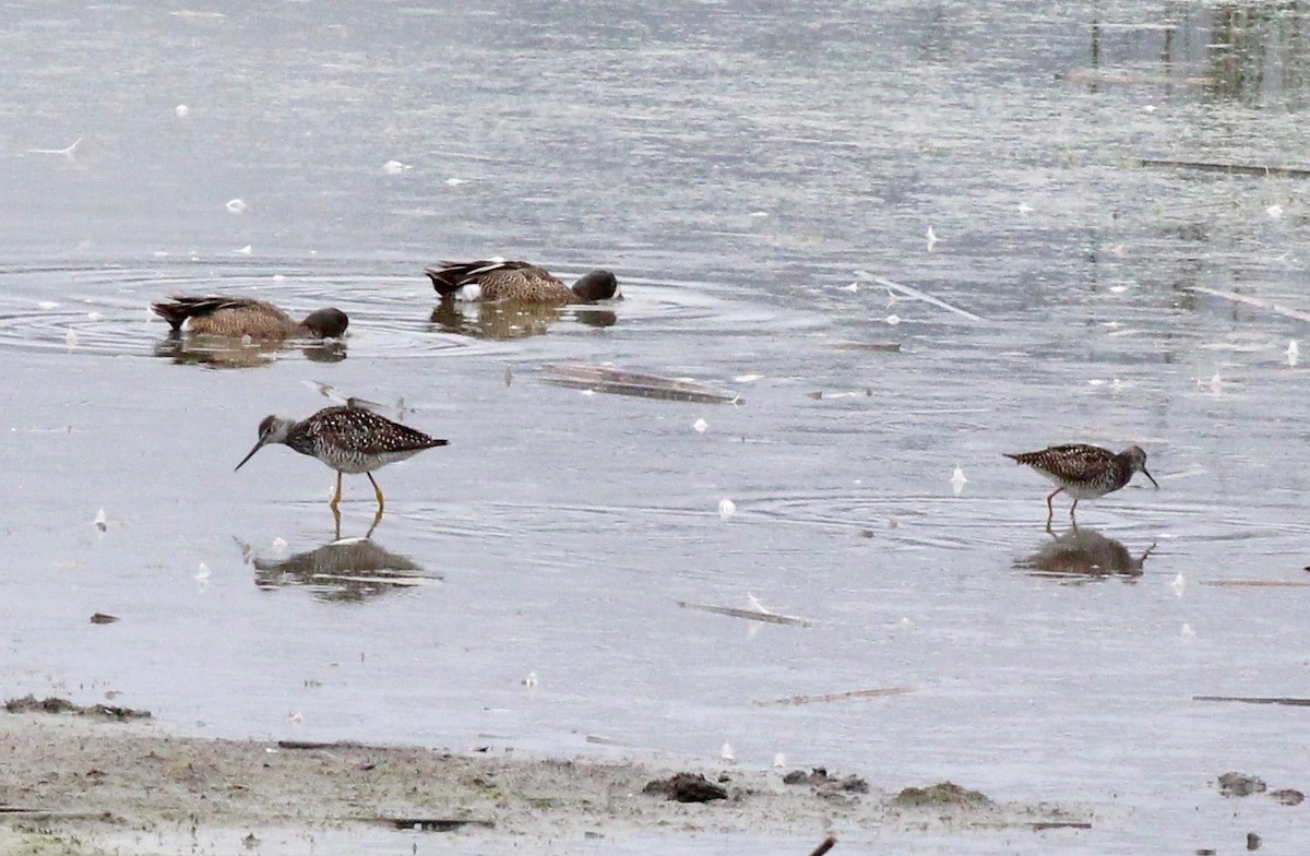 Greater Yellowlegs - ML620514359