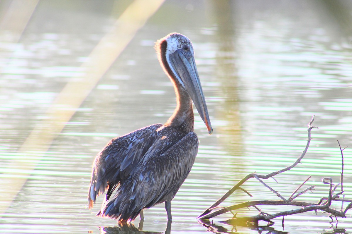 Brown Pelican - Julio Ruiz